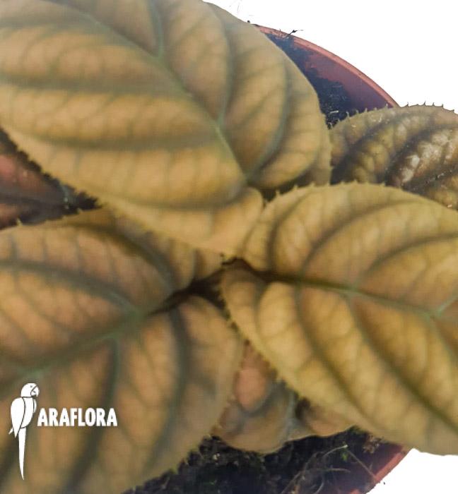 Labisia sp ‚Vietnam‘