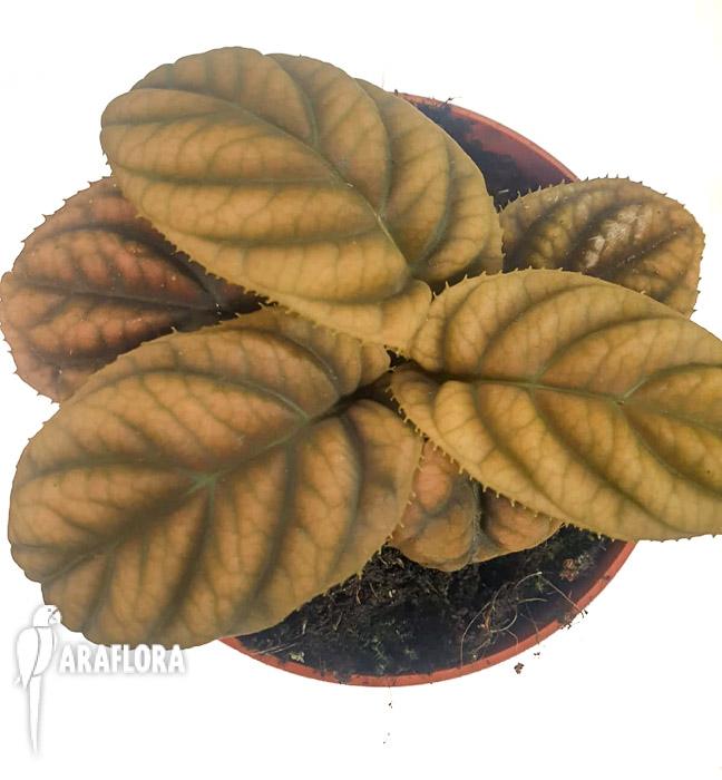 Labisia sp ‚Vietnam‘