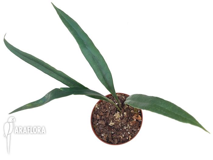 Microsorum thailandicum ‚Giant‘