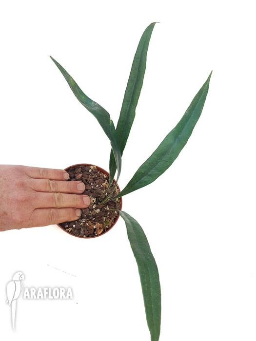 Microsorum thailandicum ‚Giant’2