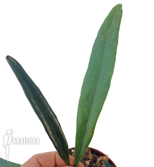 Microsorum thailandicum ‚Giant’5
