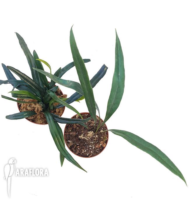 Microsorum thailandicum ‚Giant’6