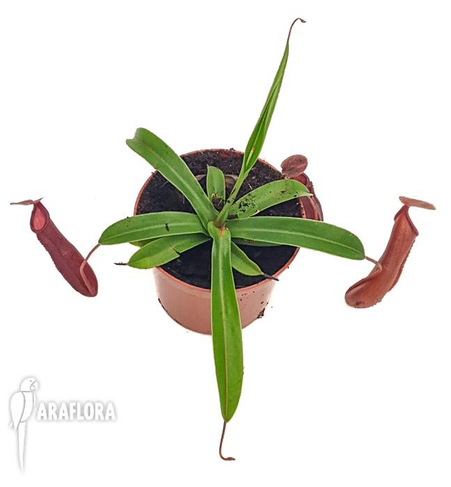 Nepenthes singalana x ventricosa M2
