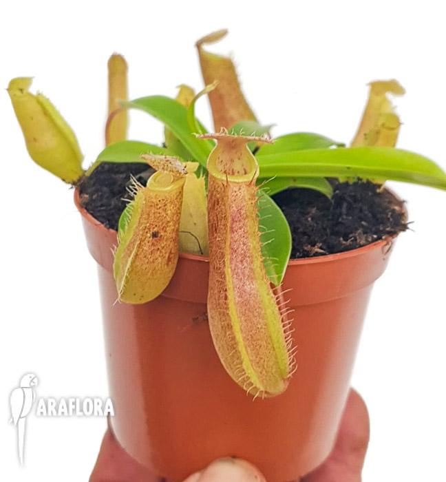 Nepenthes x linda M 2