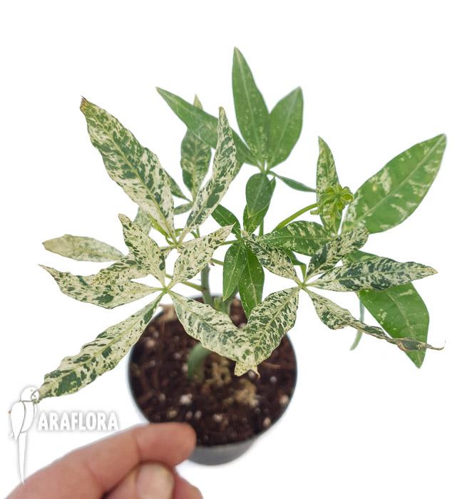 Pachira glabra ‚Milky Way’2