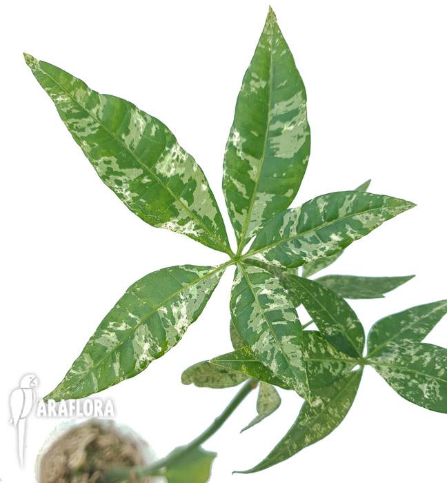 Pachira glabra ‚Milky Way’5