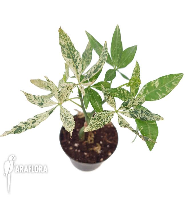 Pachira glabra ‚Milky Way’6