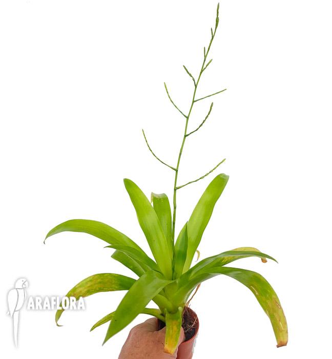 Racinaea tenuispica s 2