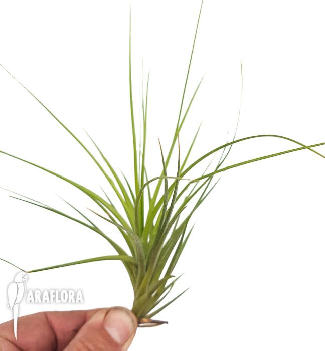 Tillandsia caulenscens2