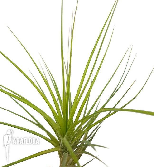 Tillandsia caulenscens3