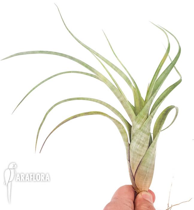 Tillandsia flexuosa ex. Suriname ‚L’2