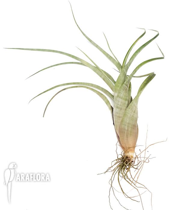 Tillandsia flexuosa ex. Suriname ‚L’3