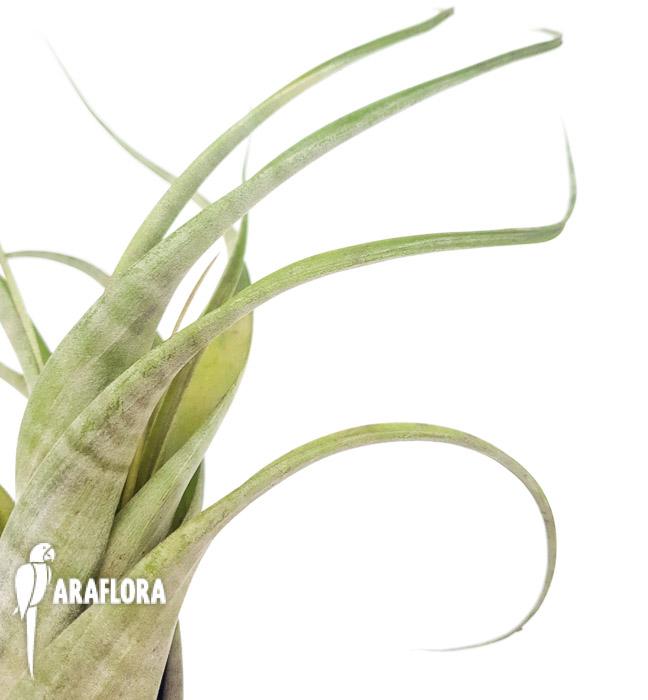 Tillandsia flexuosa ex. Suriname ‚L’4