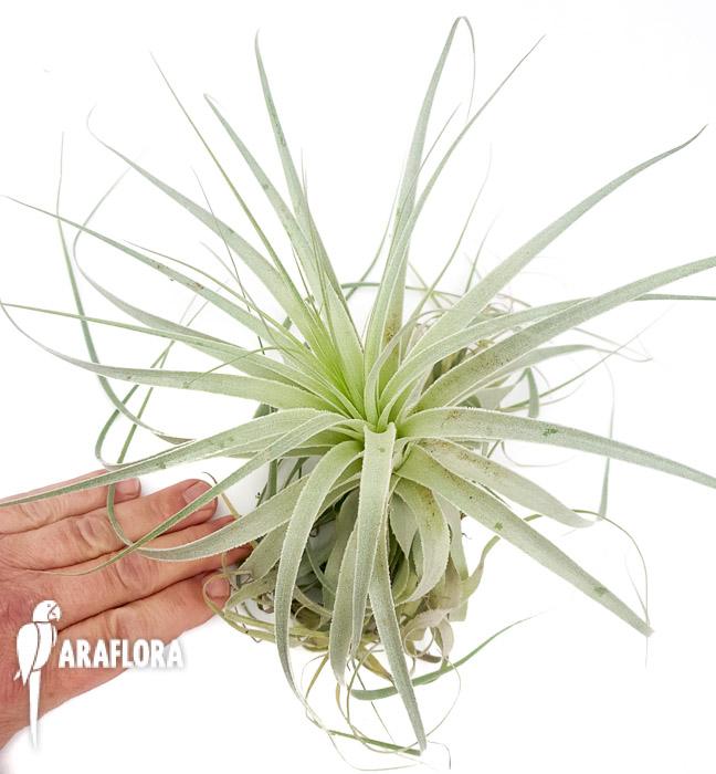 Tillandsia gardenerii ‚XL’2