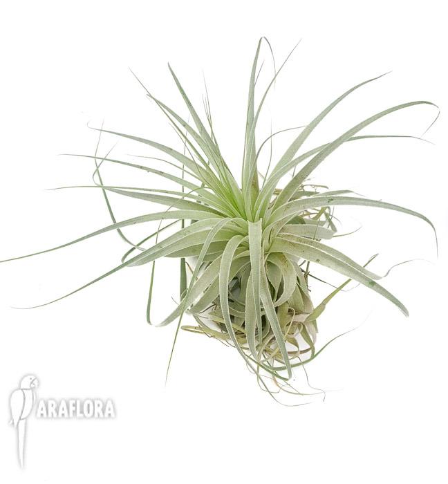 Tillandsia gardenerii ‚XL’3