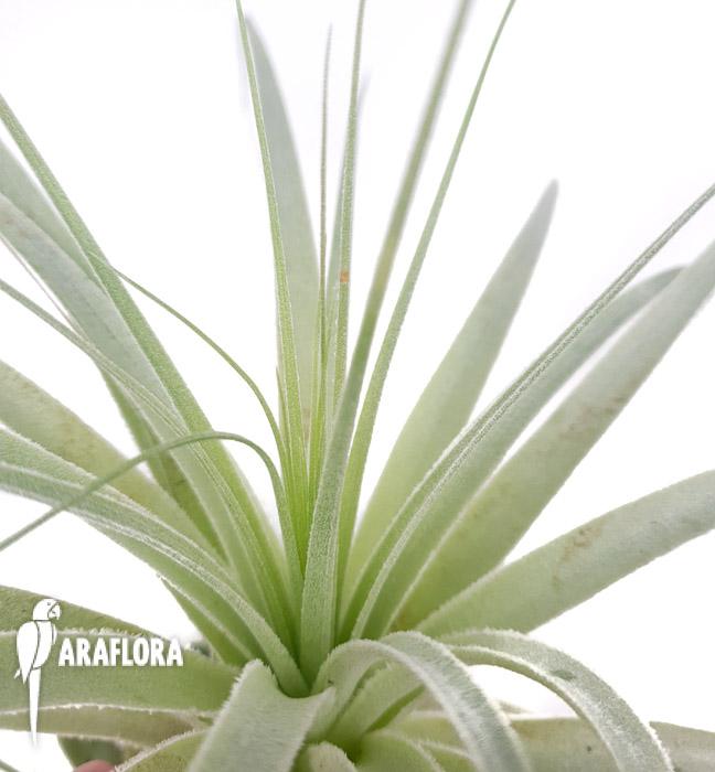 Tillandsia gardenerii ‚XL’4