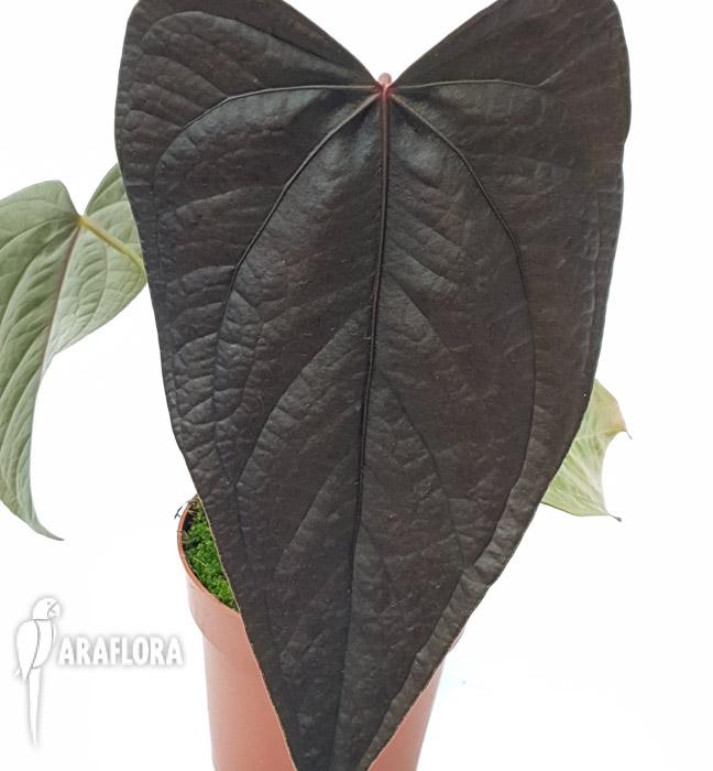 Anthurium ’new’4