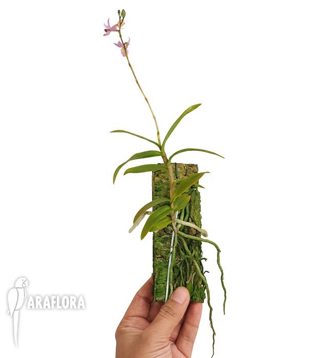 Barkeria whartoniana2