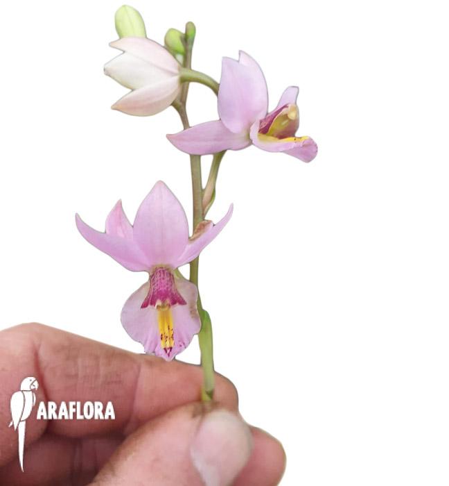 Barkeria whartoniana3