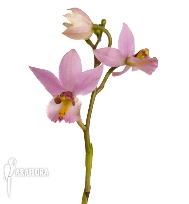 Barkeria whartoniana4