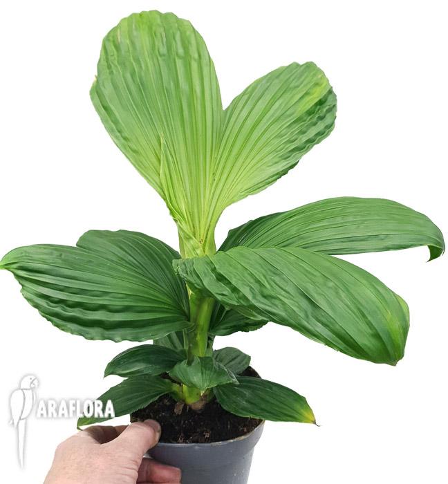 Carludovica palmata 2