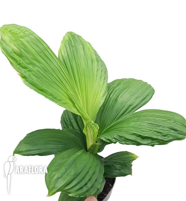 Carludovica palmata 3