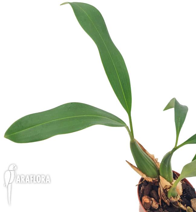 Coelogyne graminifolia5