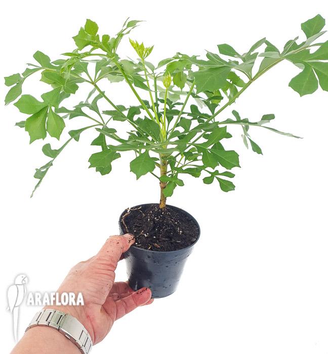 Cussonia spicata (cabbage tree)2