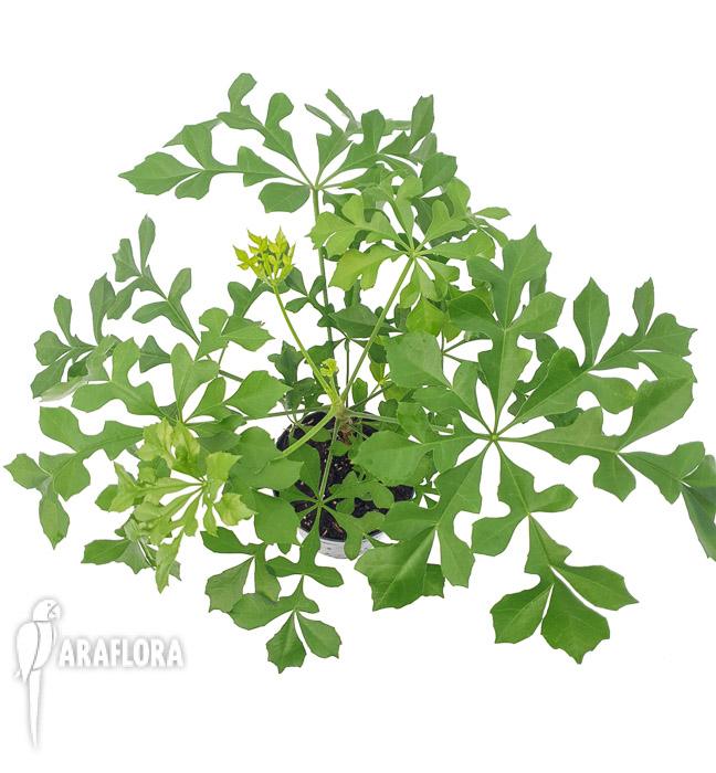 Cussonia spicata (cabbage tree)5