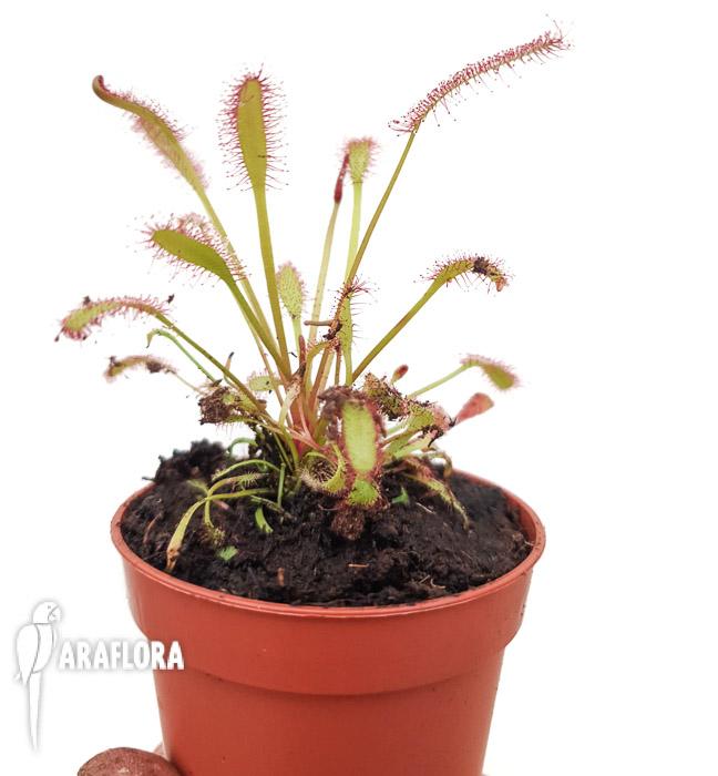 Drosera capensis Red ‚Starter’2