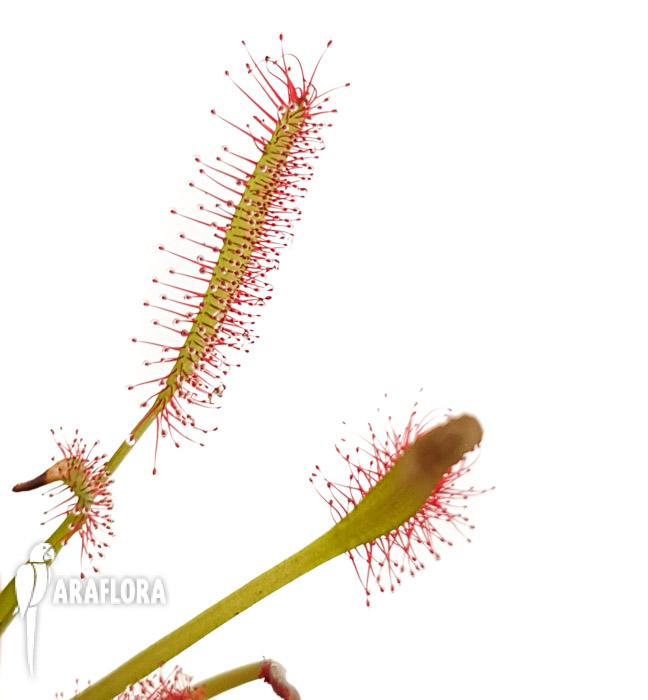 Drosera capensis Red ‚Starter’4