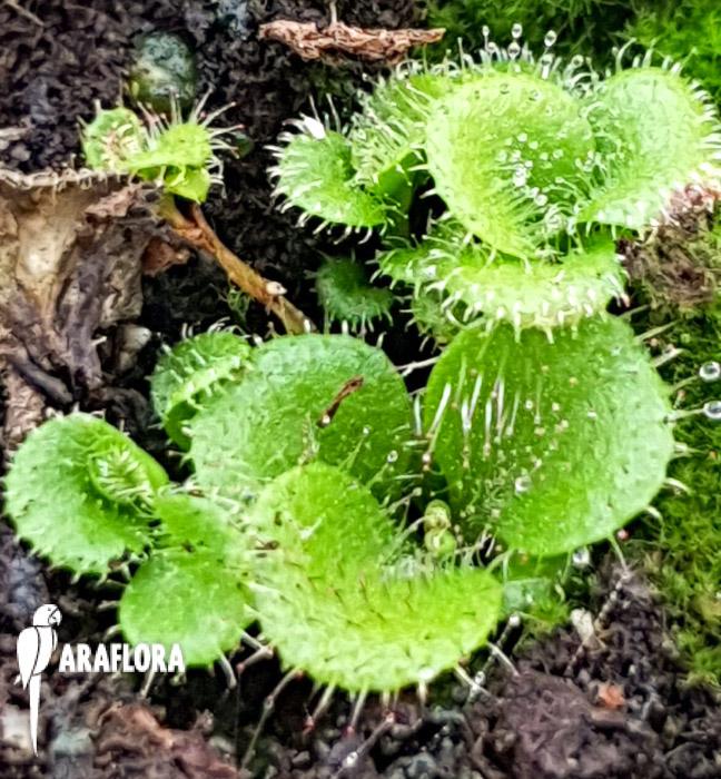 Drosera purpurascens3