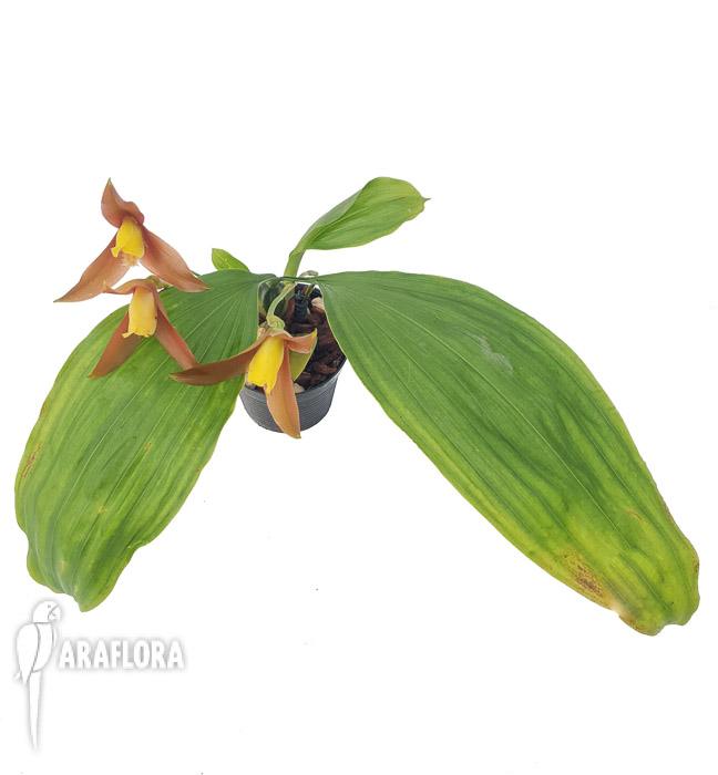 Lycaste lasioglossa6