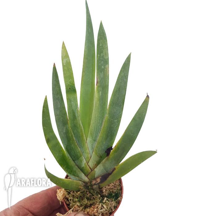 Maxillaria valenzuelana