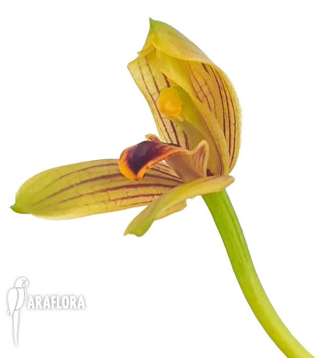 Myrmolyca ringensflower3