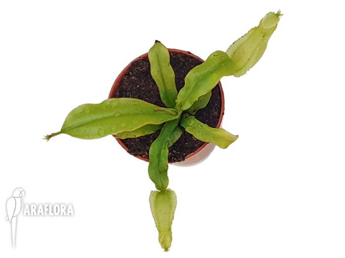 Nepenthes ampullaria green lid 1