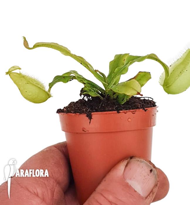 Nepenthes ampullaria green lid 4