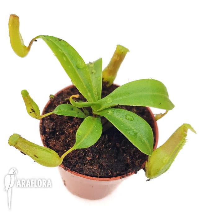 Nepenthes ventricosa ‚Starter’5
