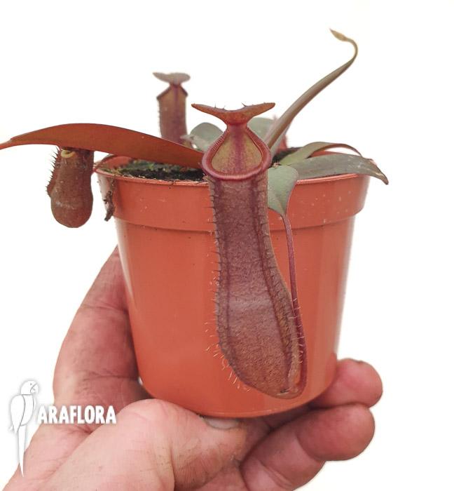 Nepenthes x ‚Rebecca Soper‘ ‚M’2