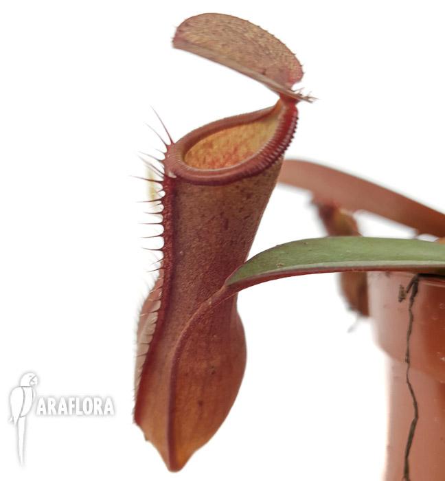 Nepenthes x ‚Rebecca Soper‘ ‚M‘