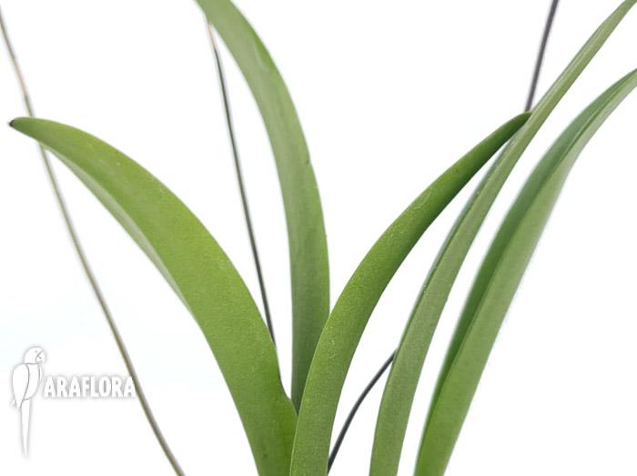 Pleurothallis anfracta