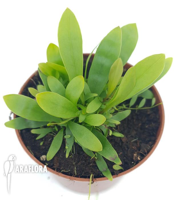 Utricularia longifolie ‚Starter’2