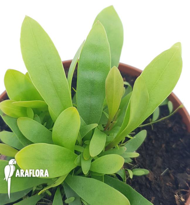 Utricularia longifolie ‚Starter’3