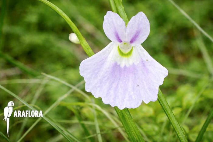 Utricularia sandersonii ‚Starter‘