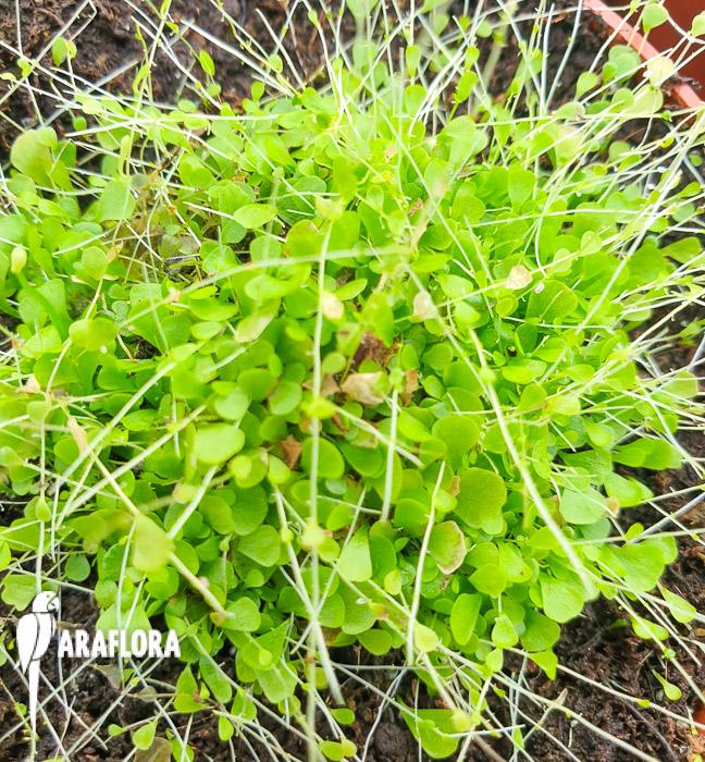 Utricularia sandersonii ‚Starter‘