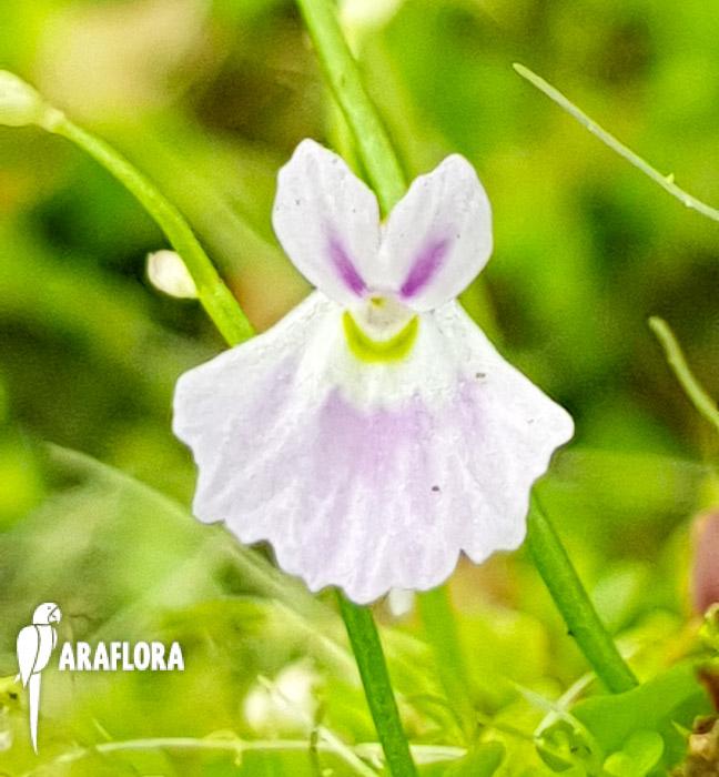 Utricularia sandersonii ‚Starter‘